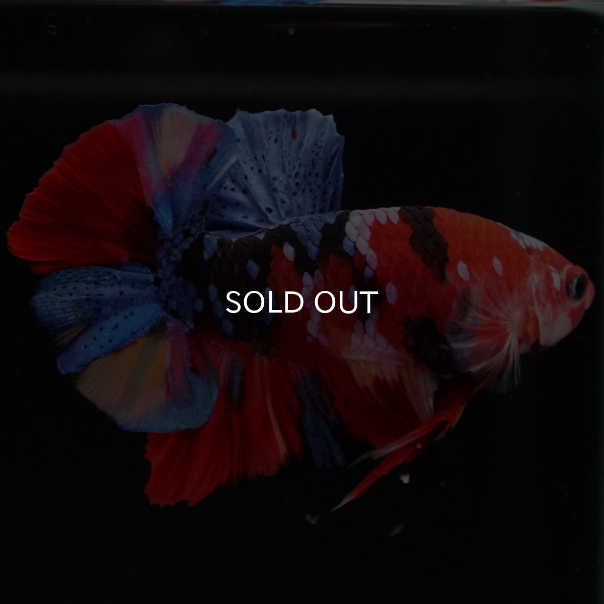 画像9: HMPK　キャンディギャラクシー (9)