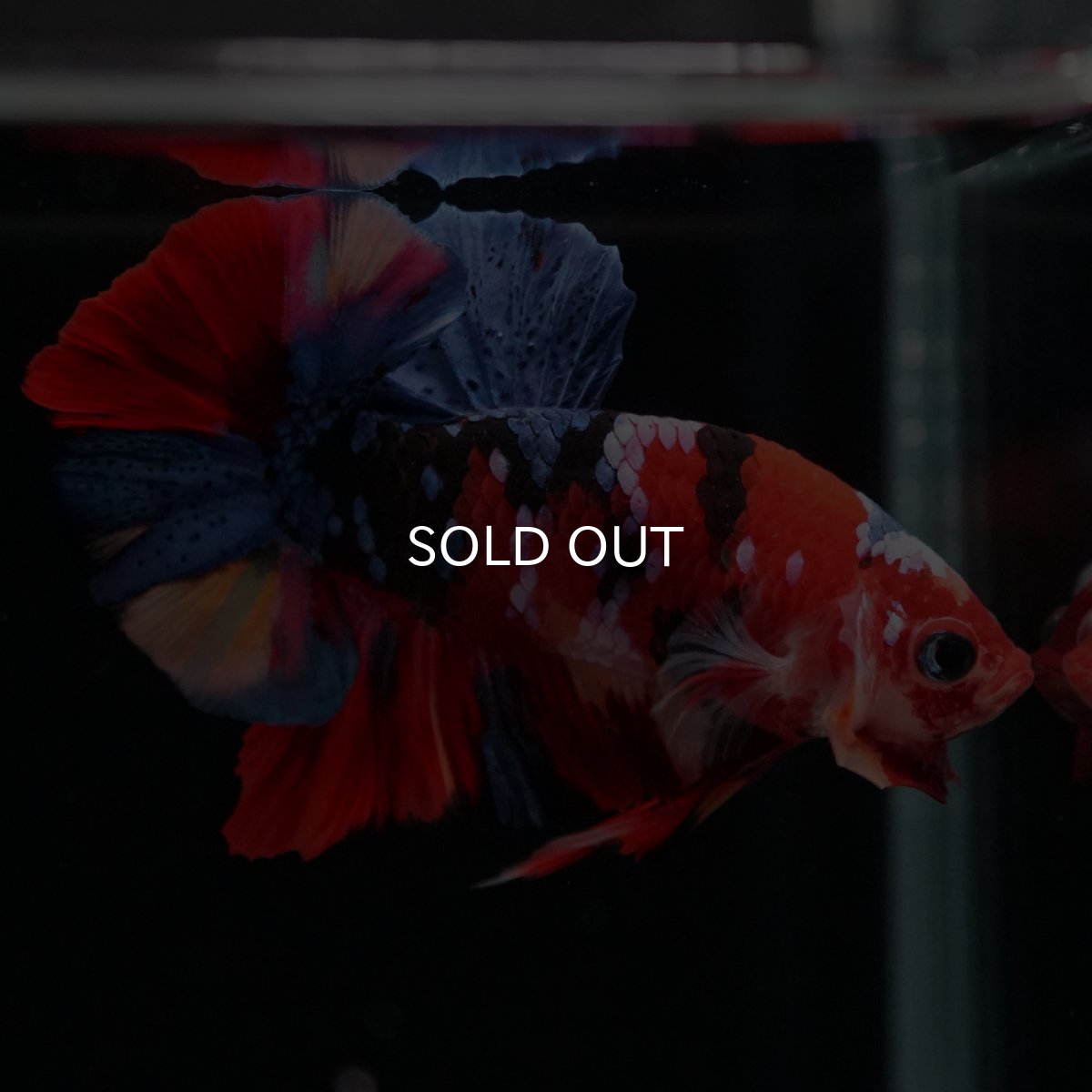 画像8: HMPK　キャンディギャラクシー (8)