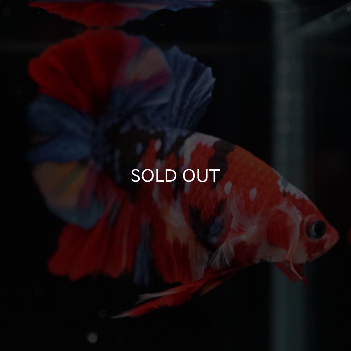 画像7: HMPK　キャンディギャラクシー (7)