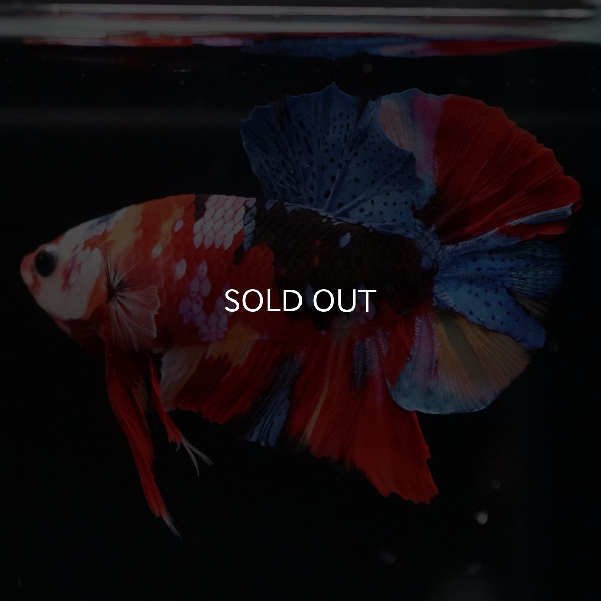 画像6: HMPK　キャンディギャラクシー (6)