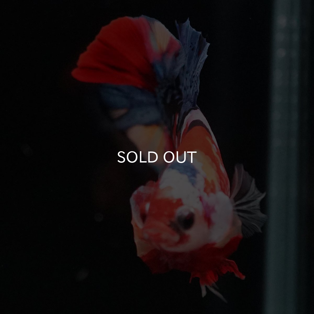 画像5: HMPK　キャンディギャラクシー (5)