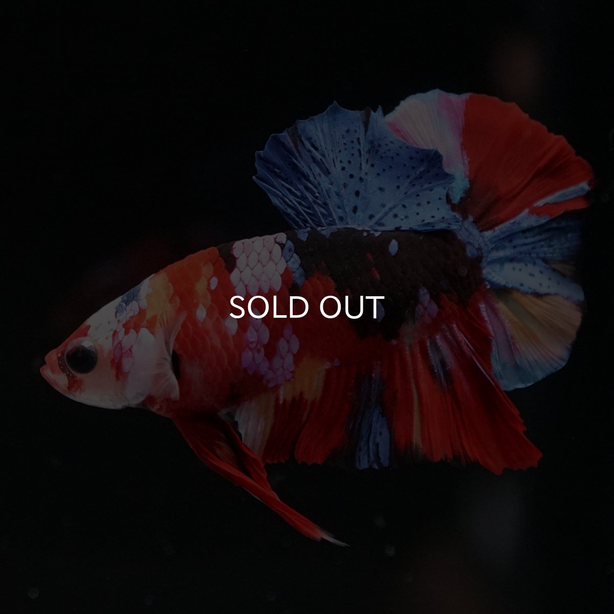 画像4: HMPK　キャンディギャラクシー (4)