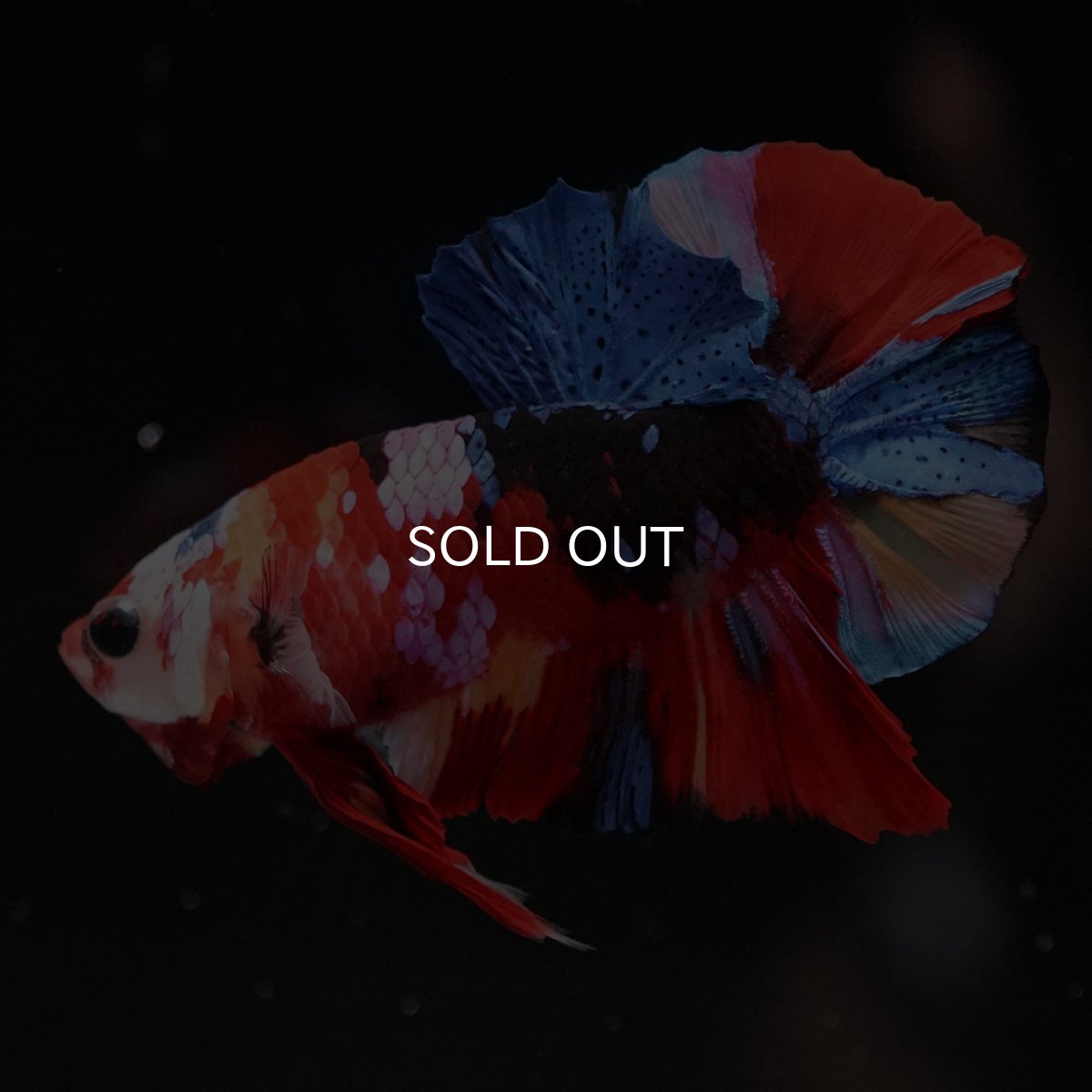 画像3: HMPK　キャンディギャラクシー (3)