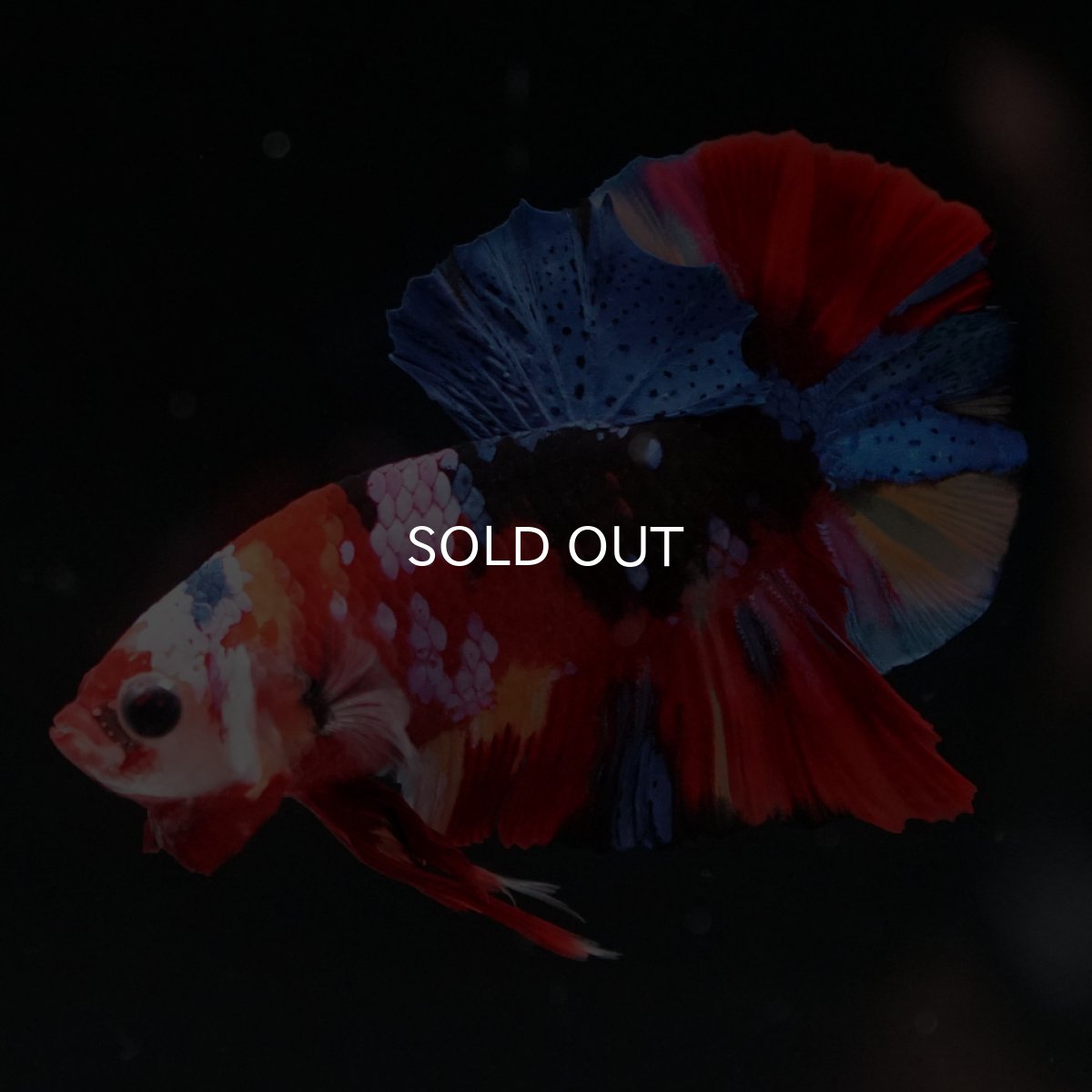 画像2: HMPK　キャンディギャラクシー (2)