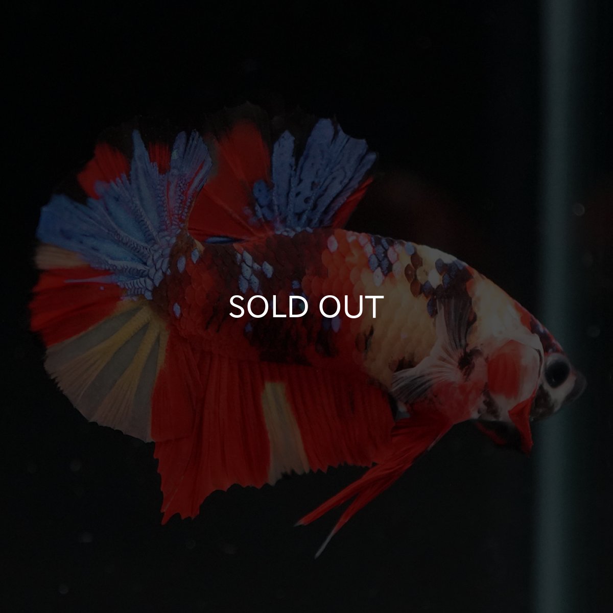 画像8: HMPK キャンディ (8)