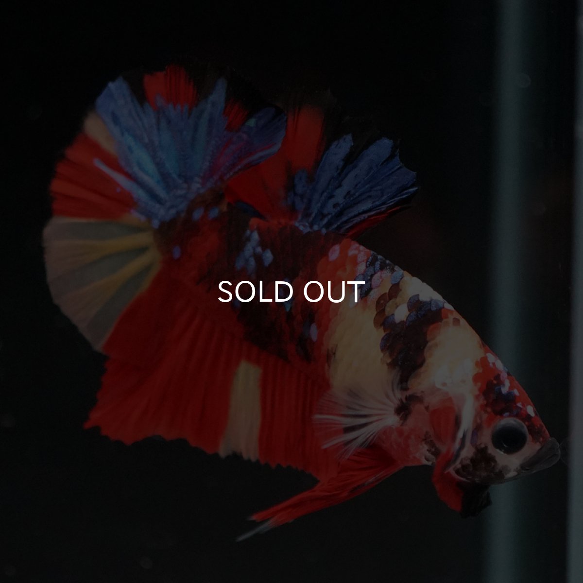 画像7: HMPK キャンディ (7)