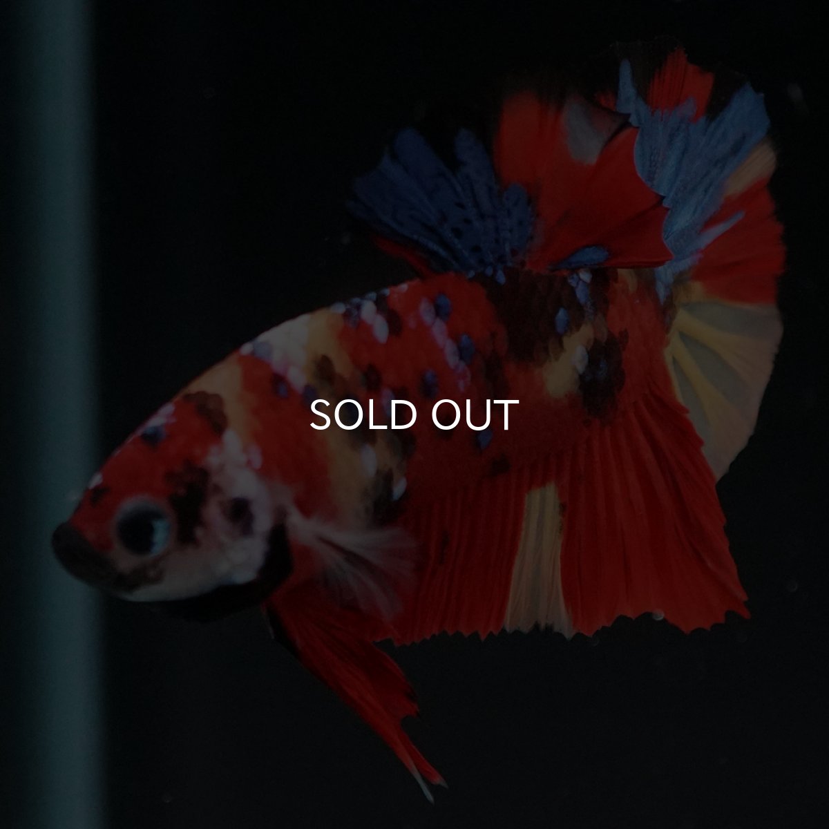 画像6: HMPK キャンディ (6)