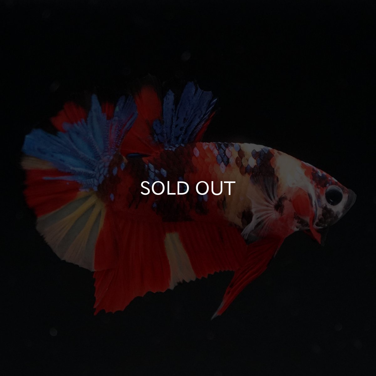 画像5: HMPK キャンディ (5)