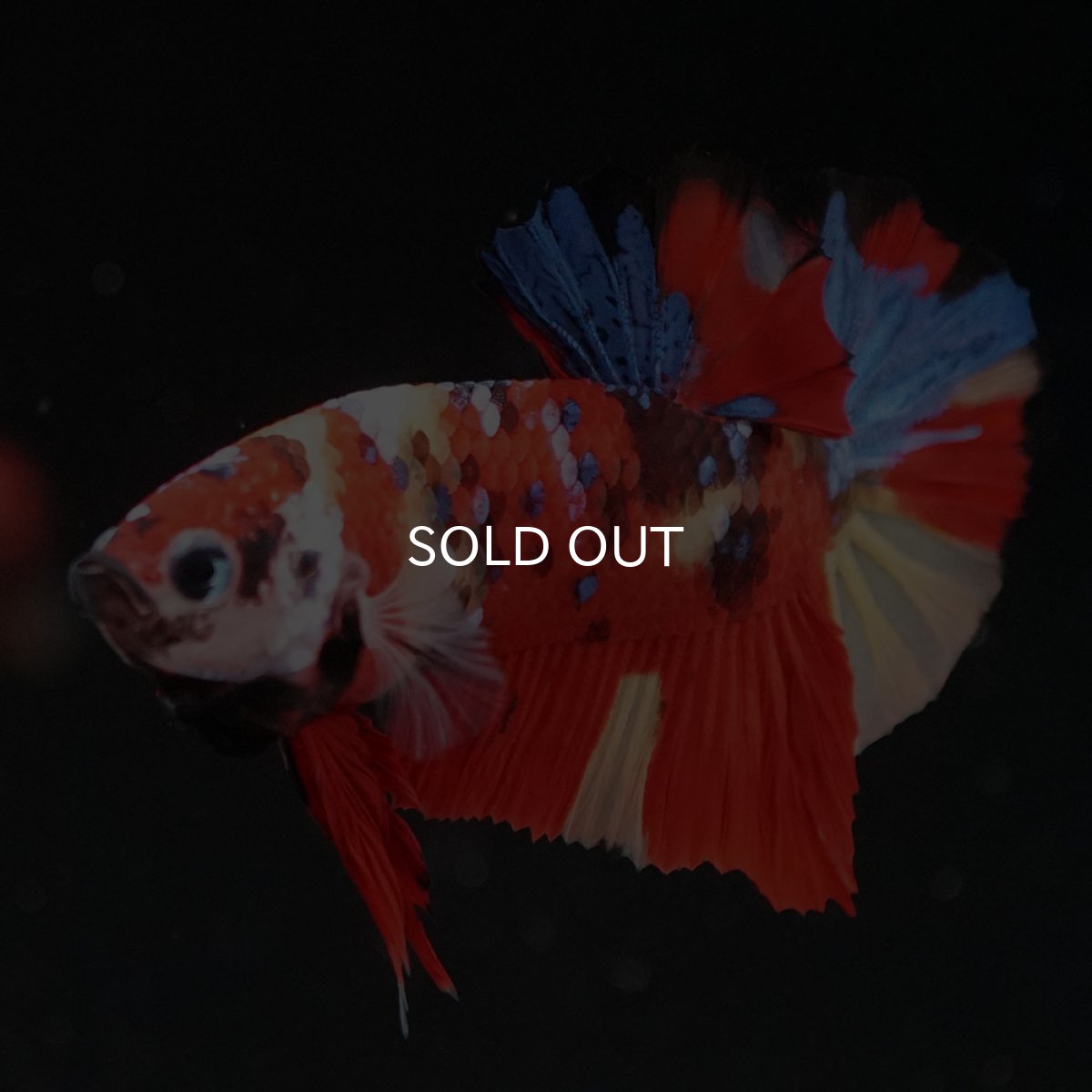 画像4: HMPK キャンディ (4)