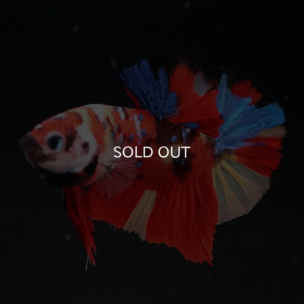 画像3: HMPK キャンディ (3)