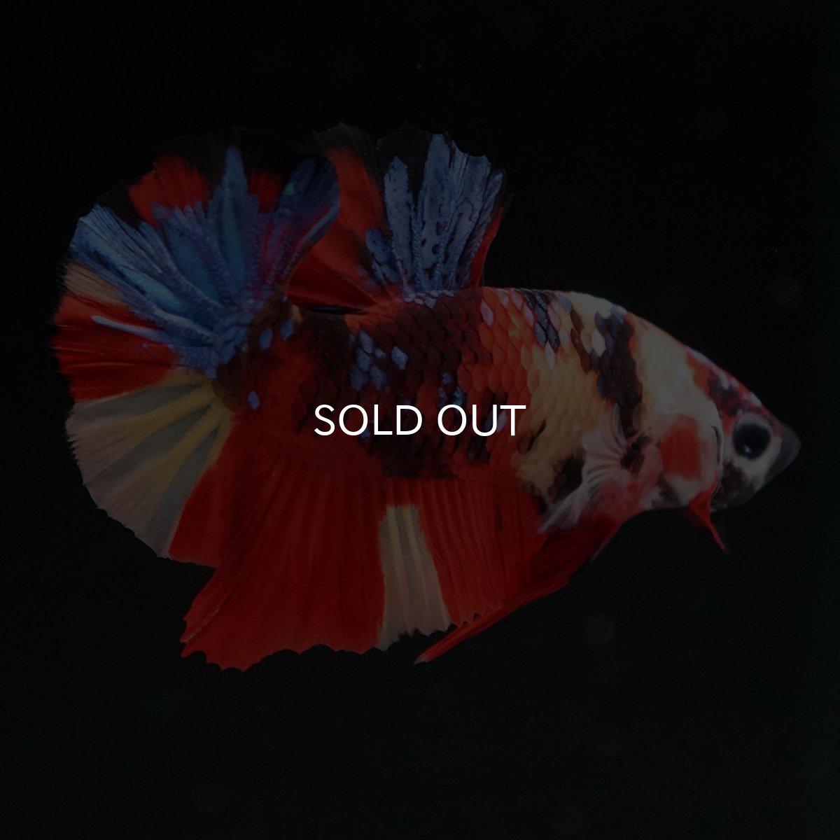 画像2: HMPK キャンディ (2)