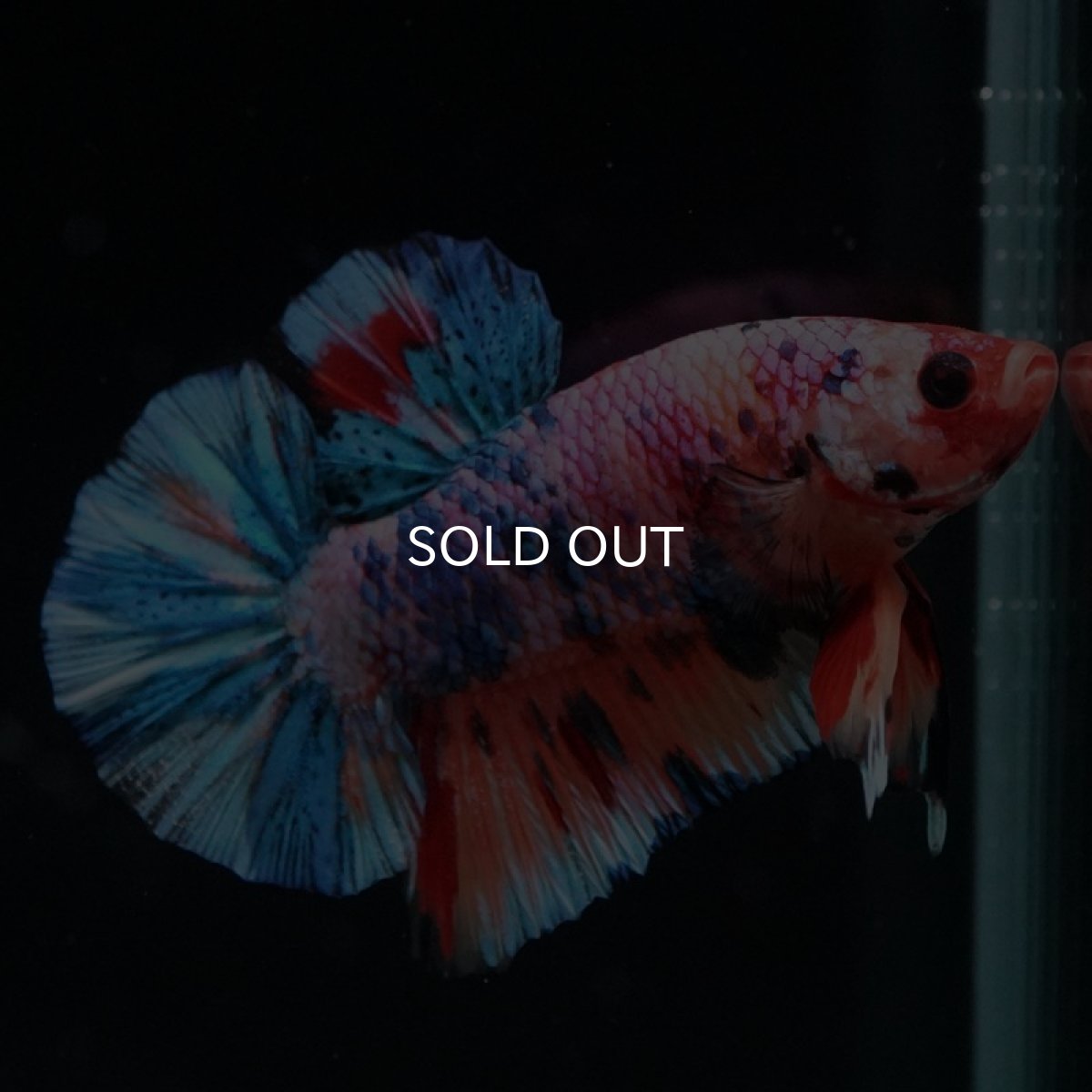 画像11: HMPK　キャンディレインボー (11)