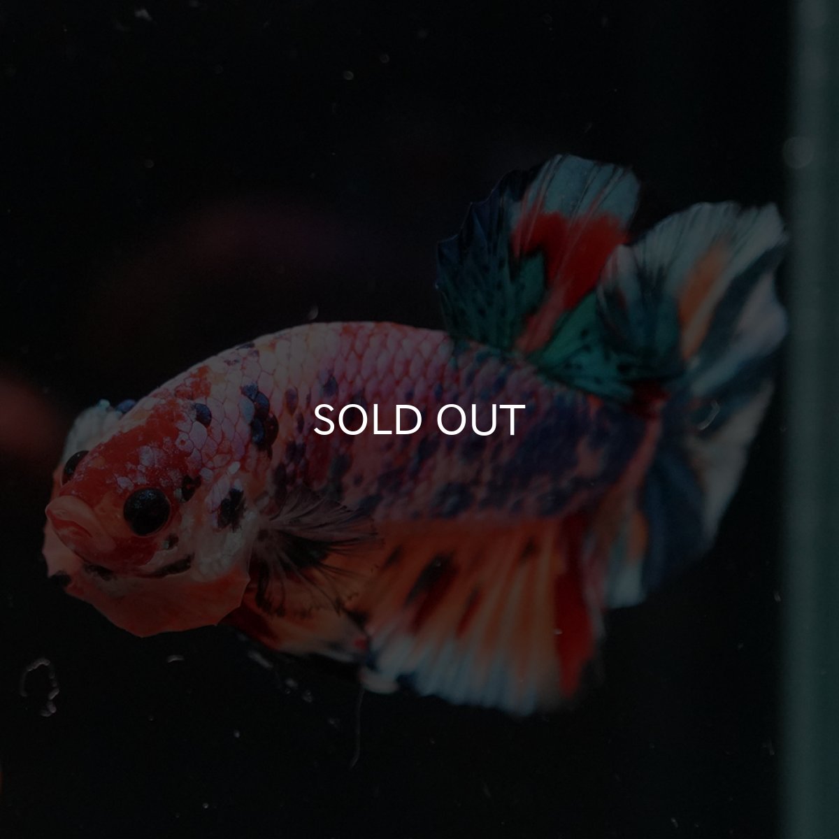 画像10: HMPK　キャンディレインボー (10)