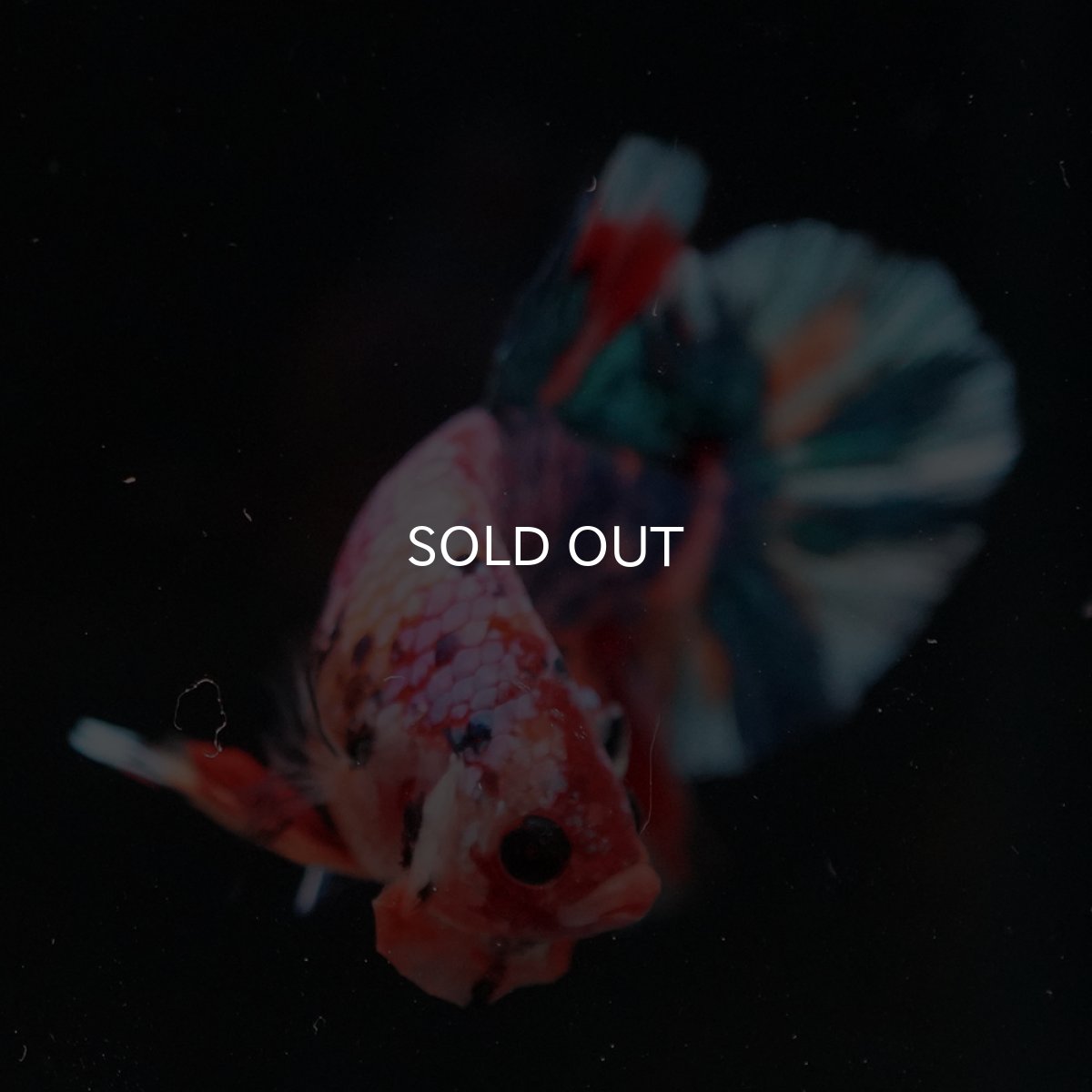 画像9: HMPK　キャンディレインボー (9)