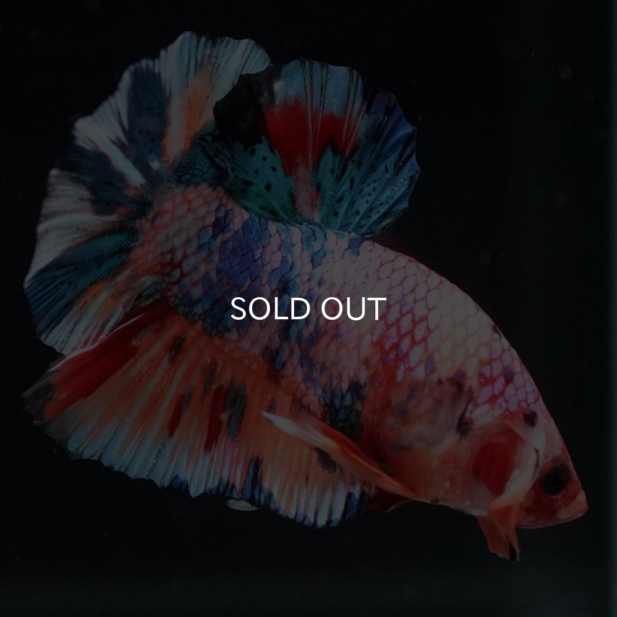 画像8: HMPK　キャンディレインボー (8)