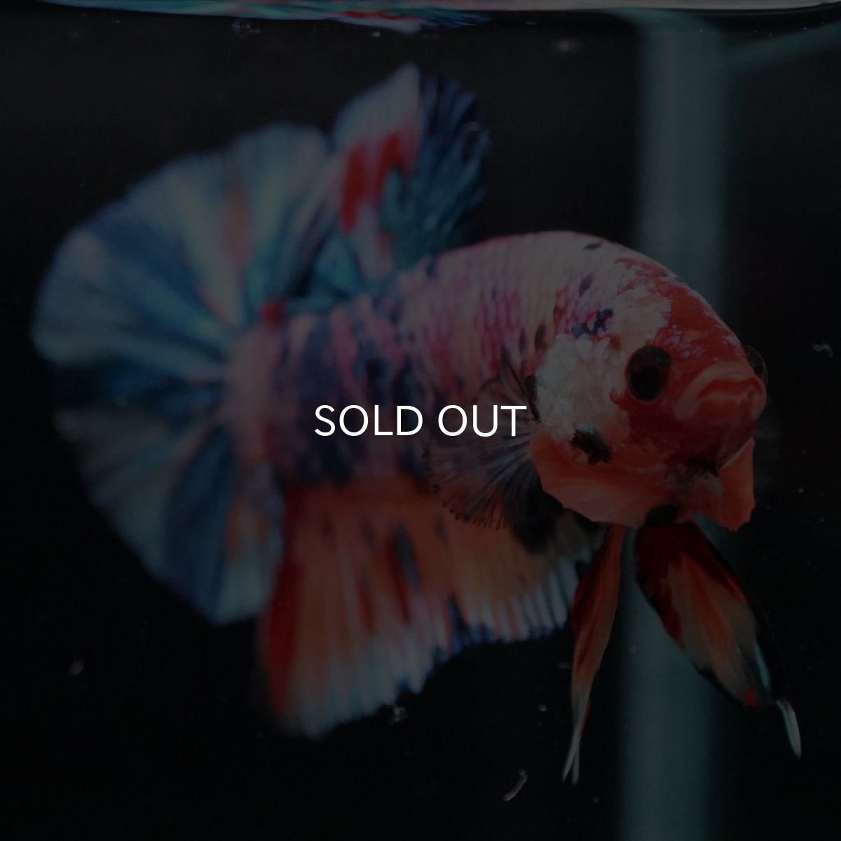 画像7: HMPK　キャンディレインボー (7)