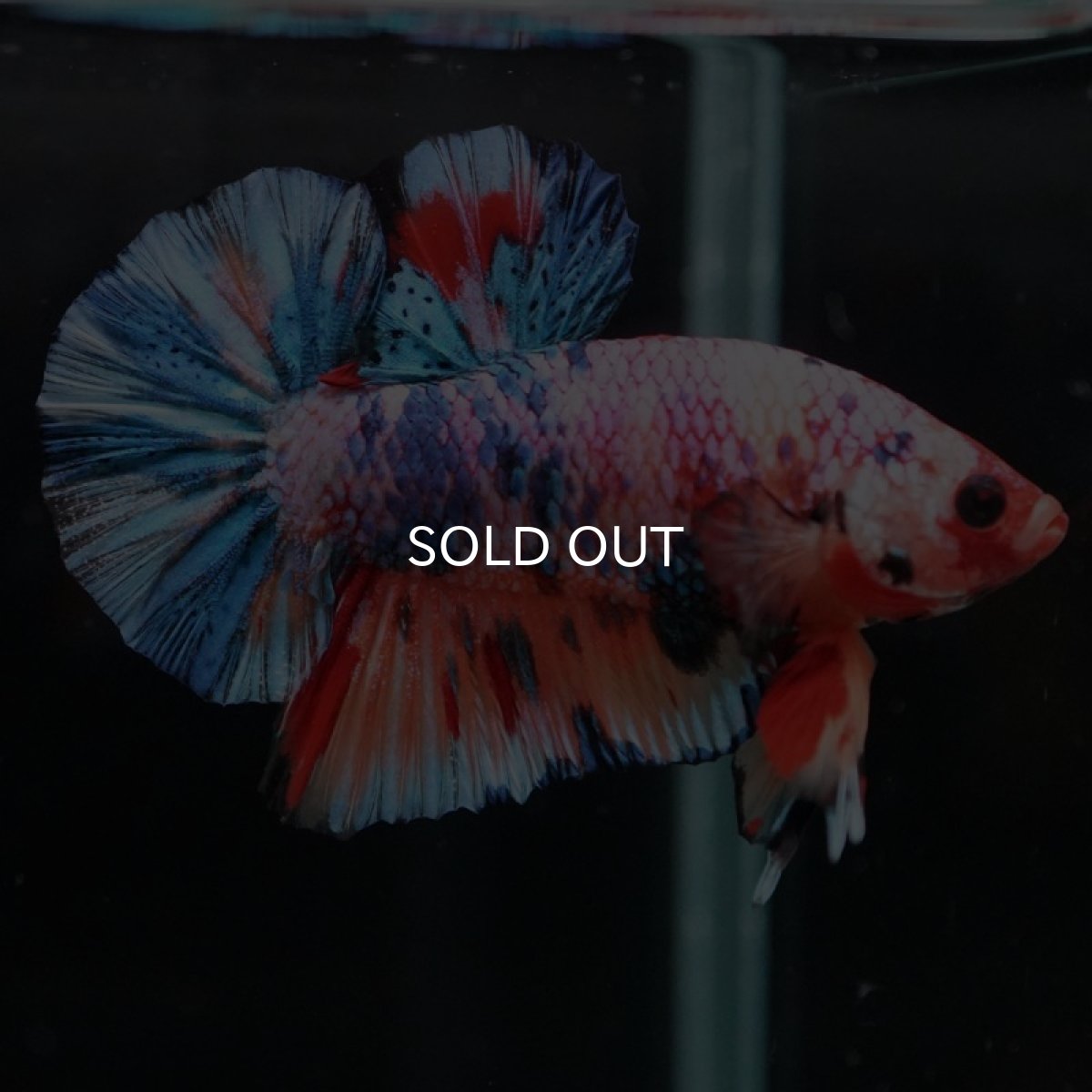 画像6: HMPK　キャンディレインボー (6)