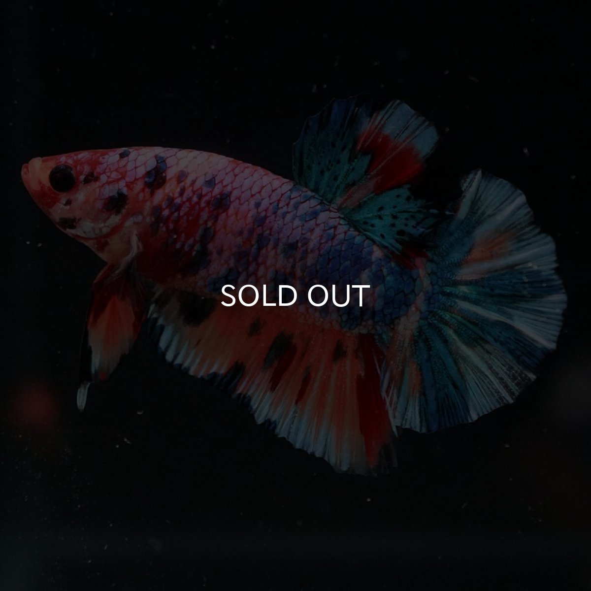 画像5: HMPK　キャンディレインボー (5)