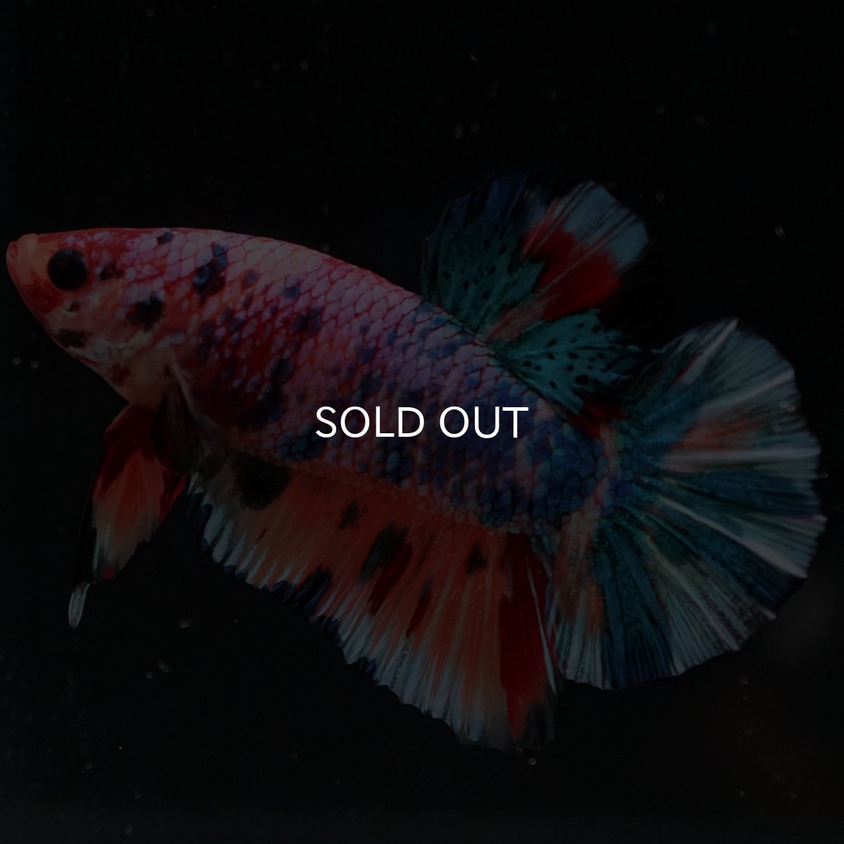 画像4: HMPK　キャンディレインボー (4)