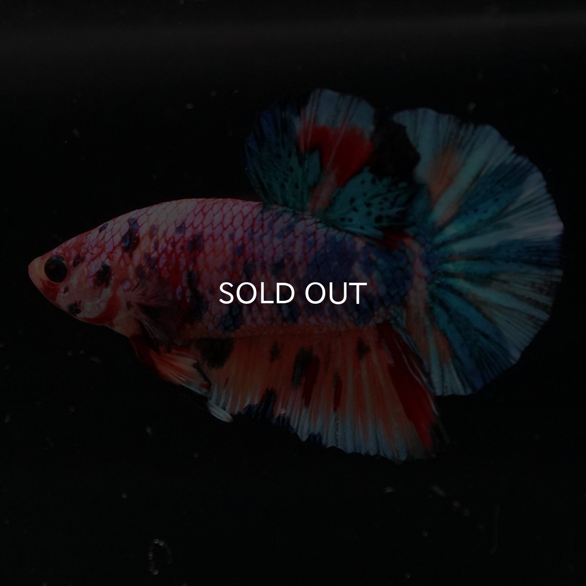 画像3: HMPK　キャンディレインボー (3)