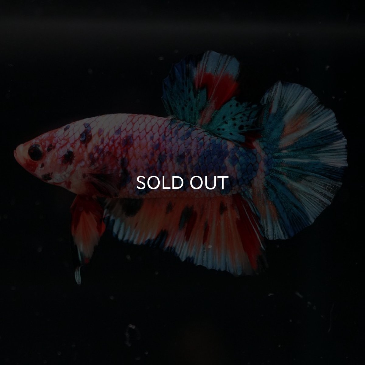 画像2: HMPK　キャンディレインボー (2)