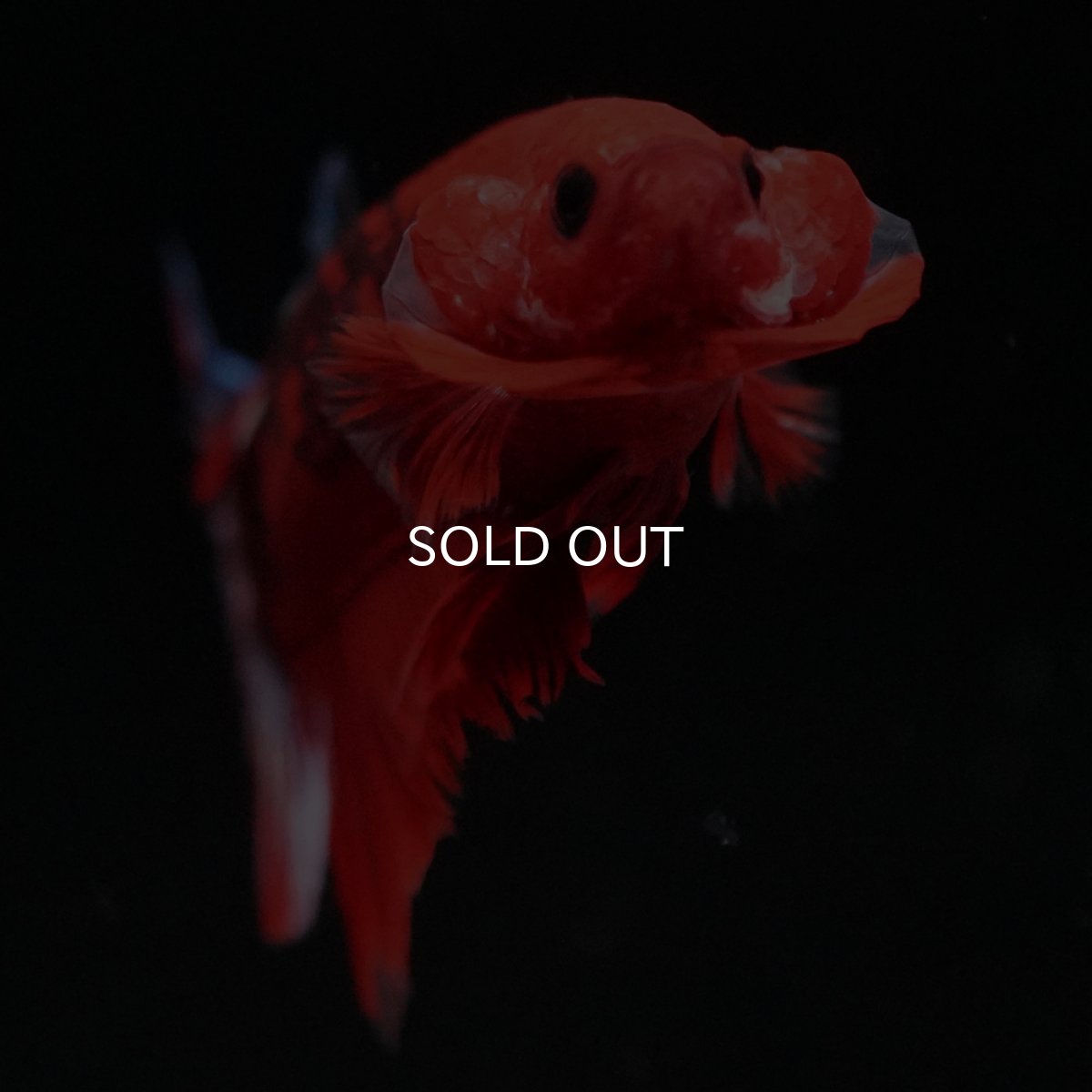 画像3: HMPK　ヘルボーイ (3)