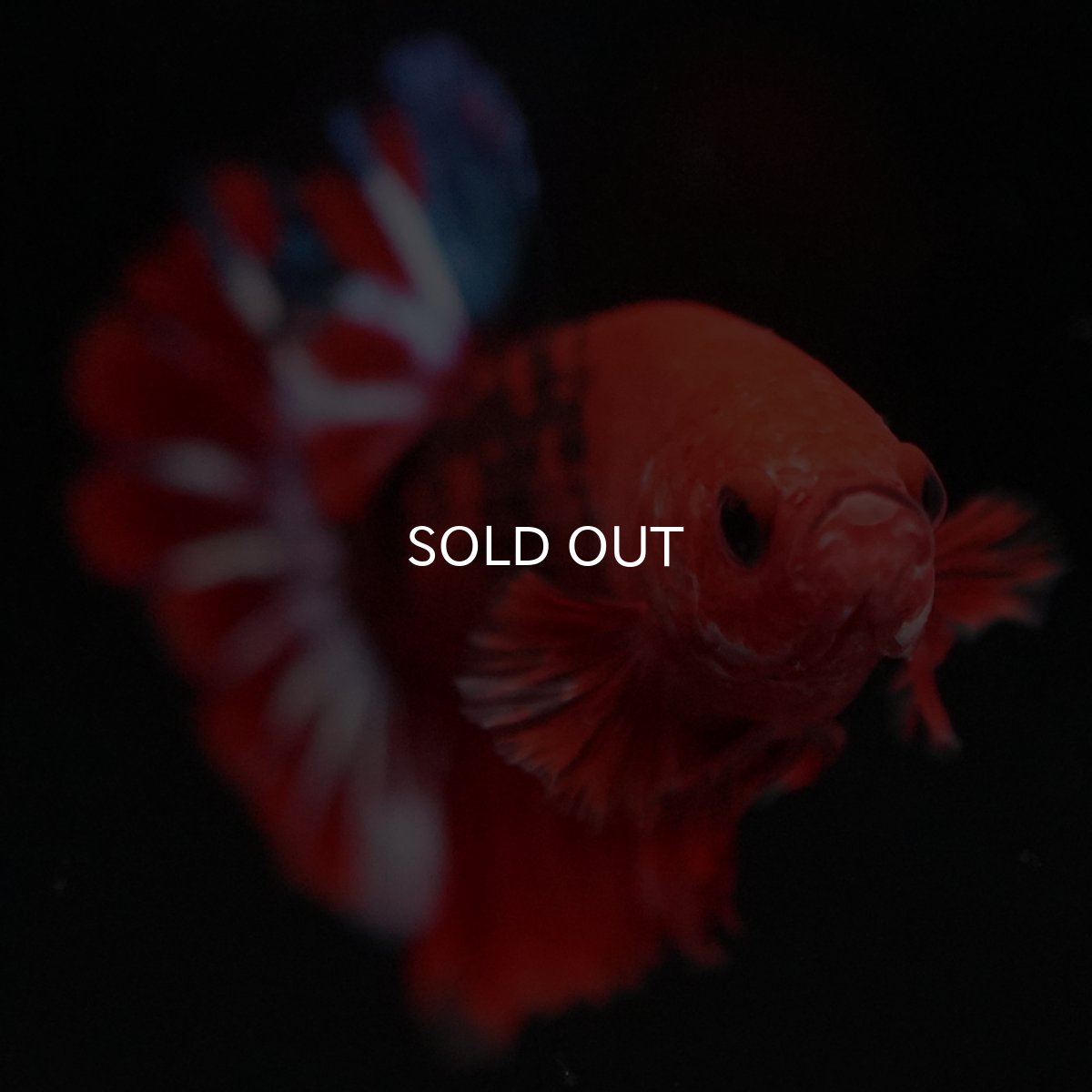 画像13: HMPK　ヘルボーイ (13)