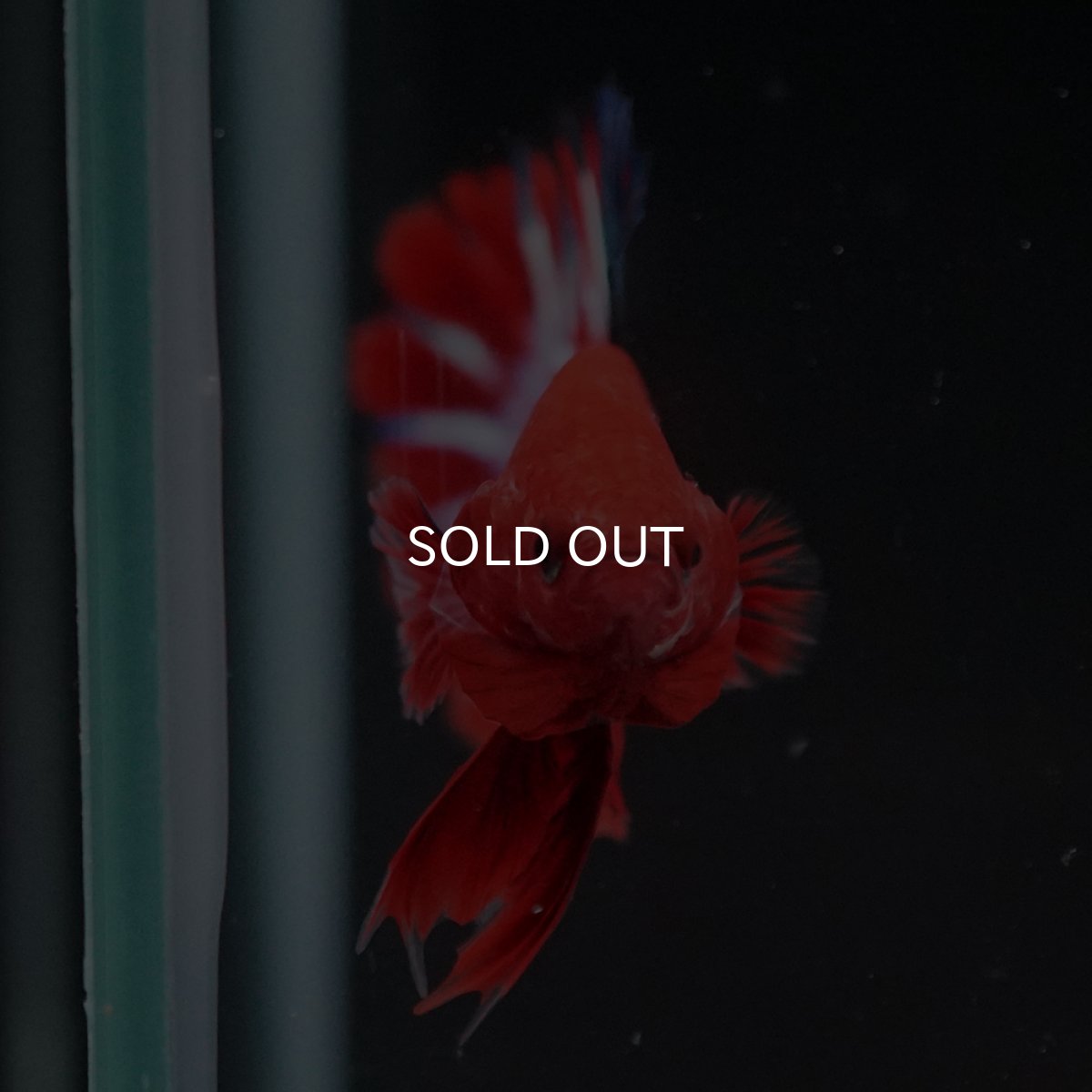 画像12: HMPK　ヘルボーイ (12)