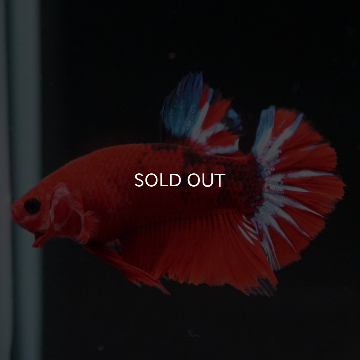 画像2: HMPK　ヘルボーイ (2)