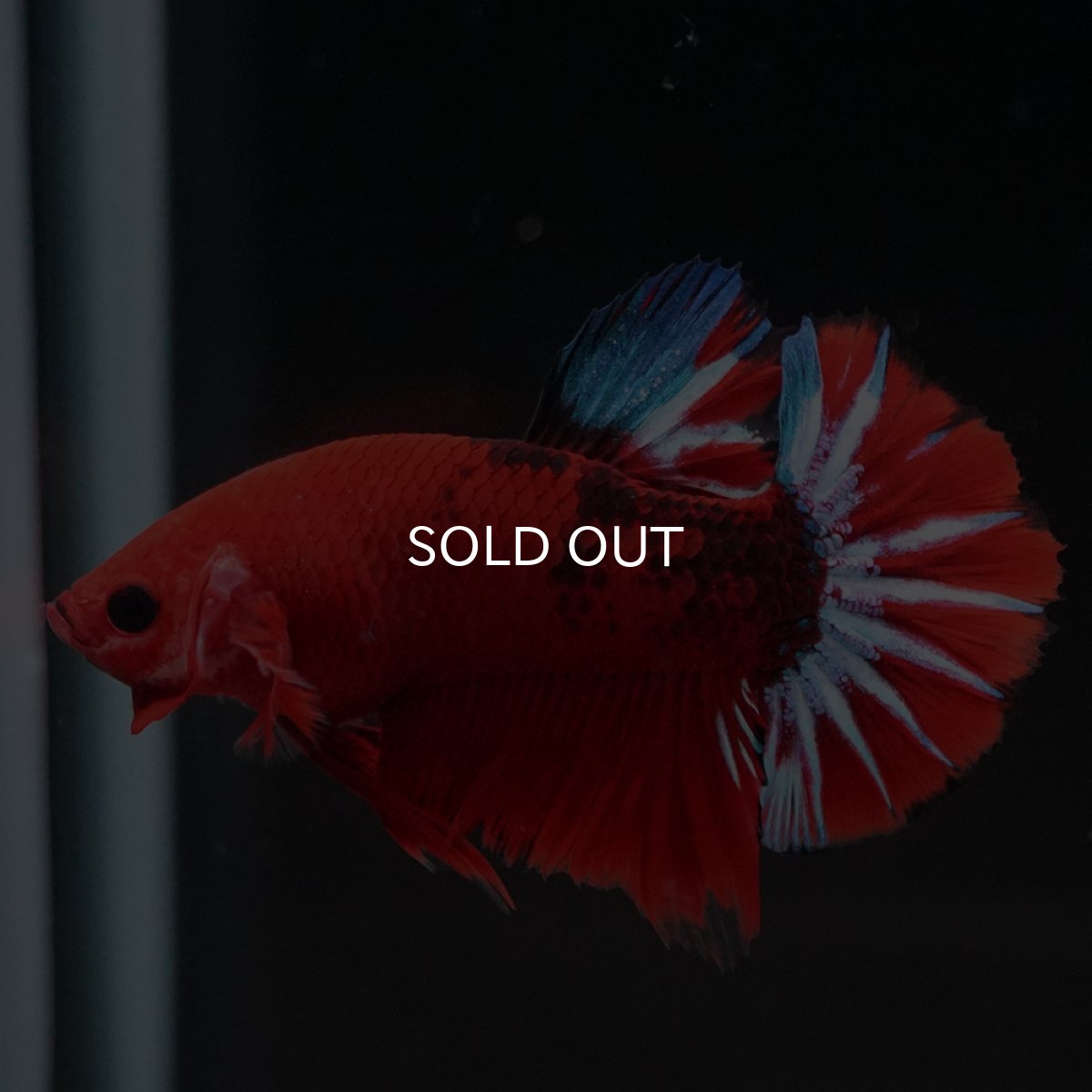 画像11: HMPK　ヘルボーイ (11)