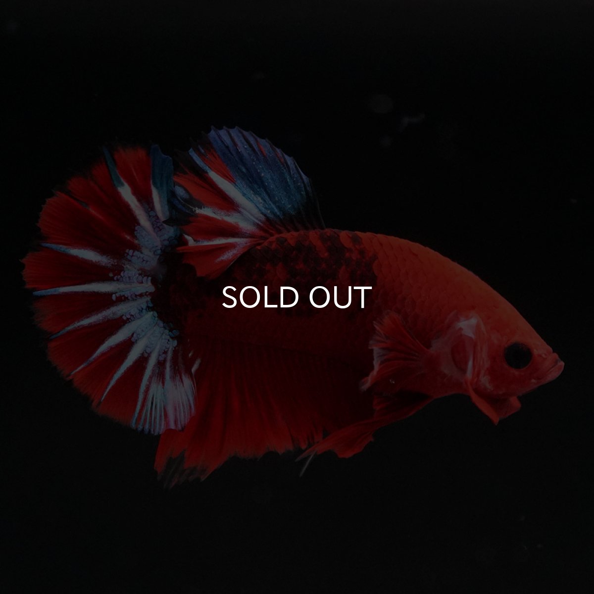 画像10: HMPK　ヘルボーイ (10)