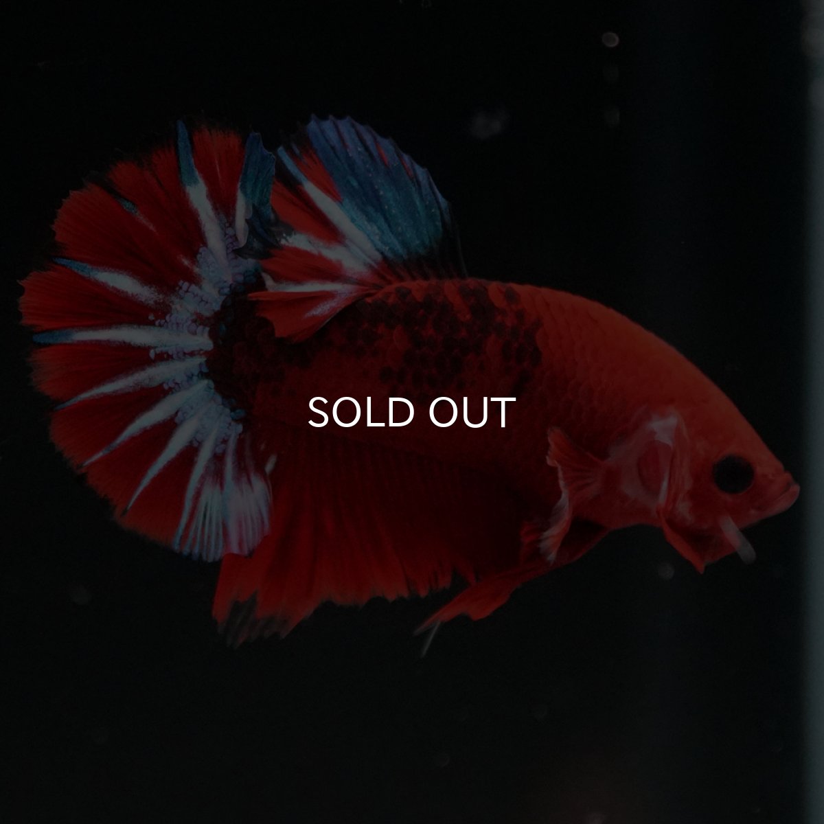 画像9: HMPK　ヘルボーイ (9)