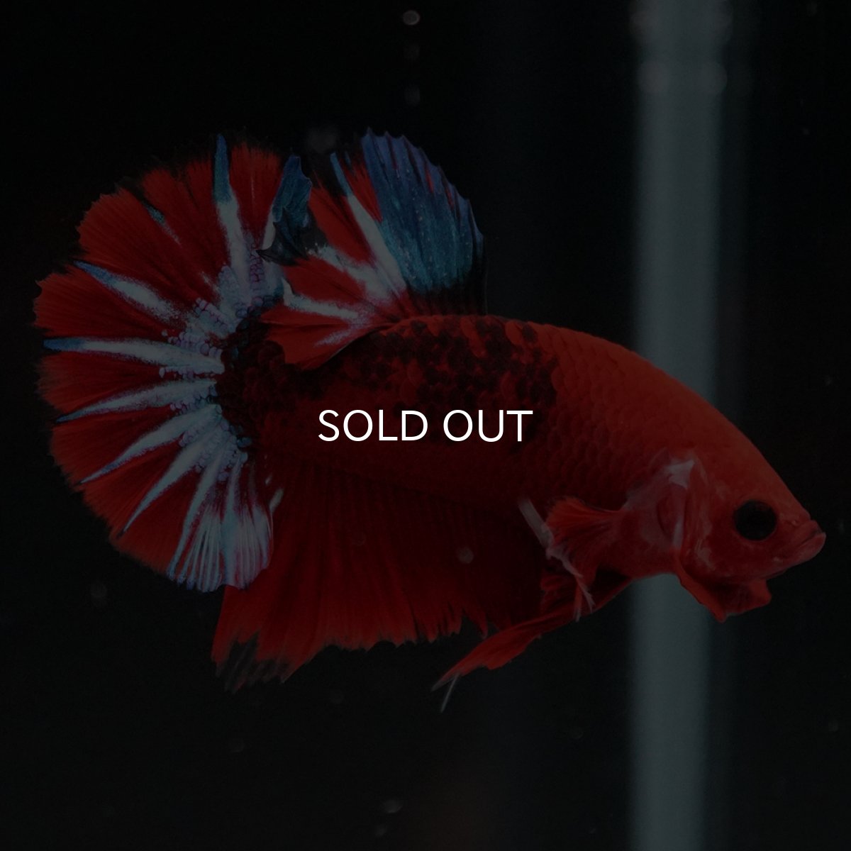 画像8: HMPK　ヘルボーイ (8)