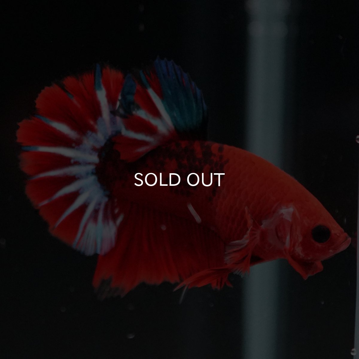 画像7: HMPK　ヘルボーイ (7)