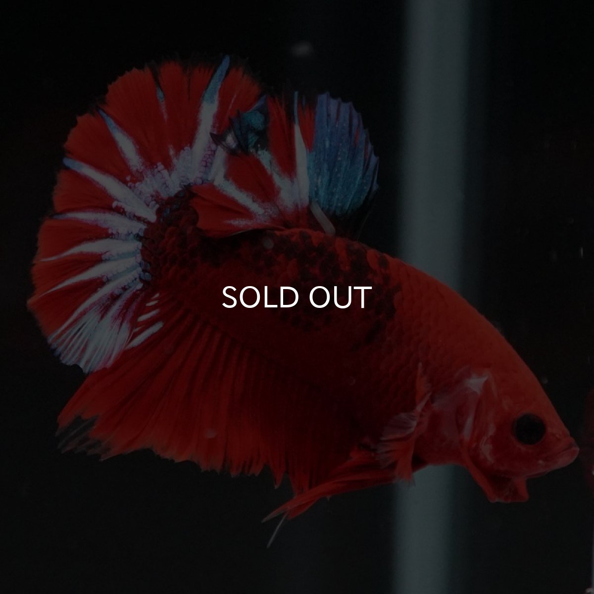 画像6: HMPK　ヘルボーイ (6)