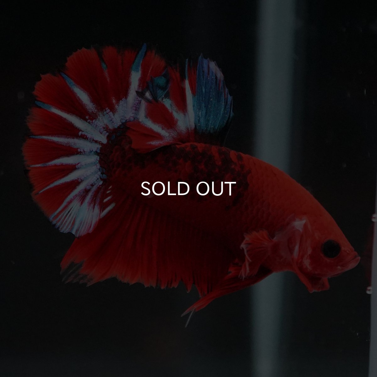 画像5: HMPK　ヘルボーイ (5)