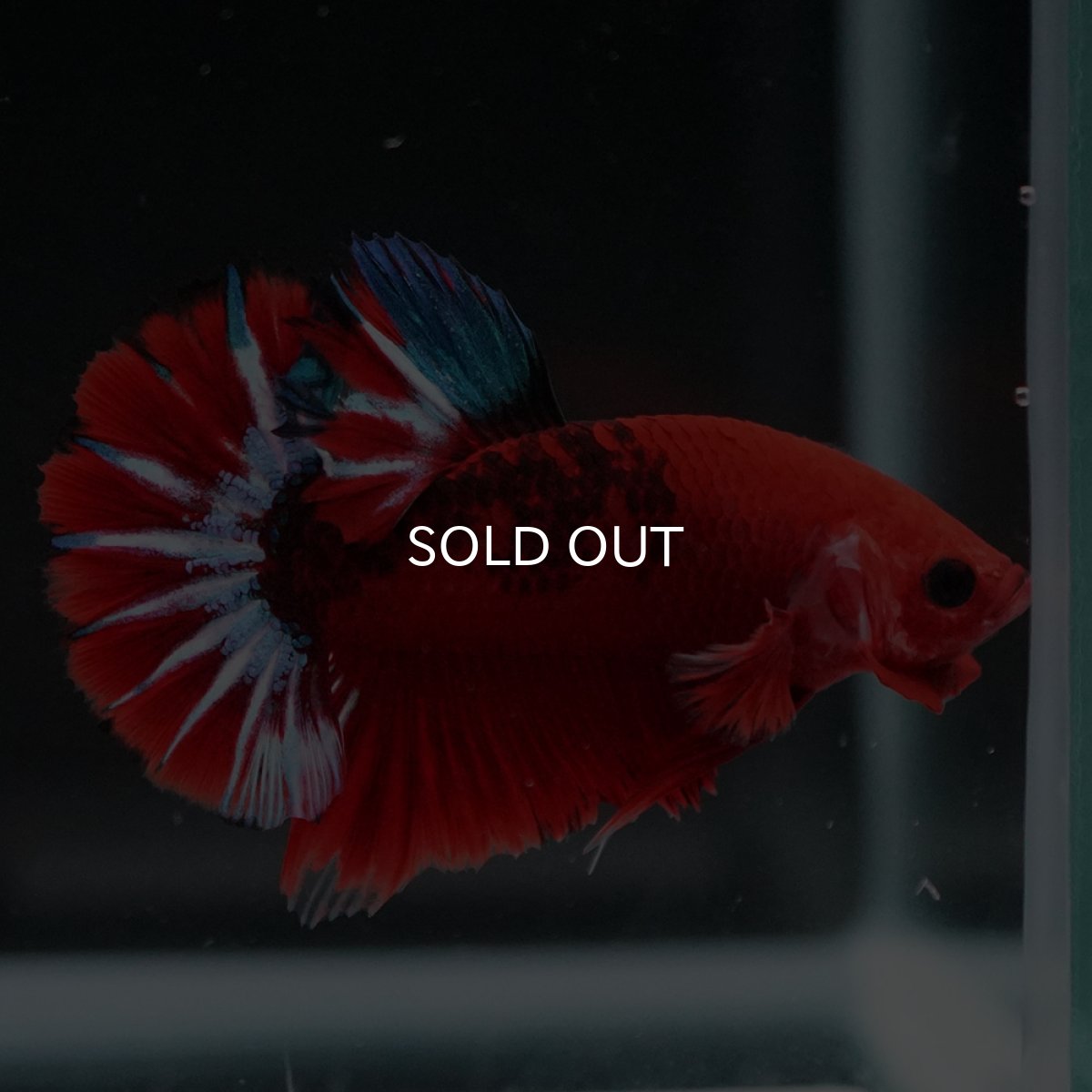 画像4: HMPK　ヘルボーイ (4)