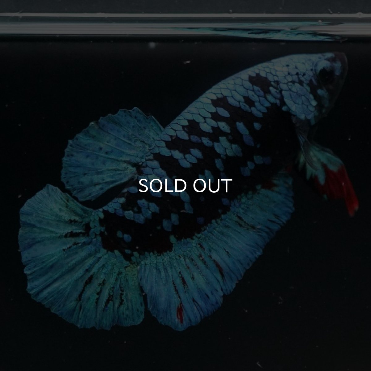 画像8: HMPK　ブルーブラックギャラクシー (8)