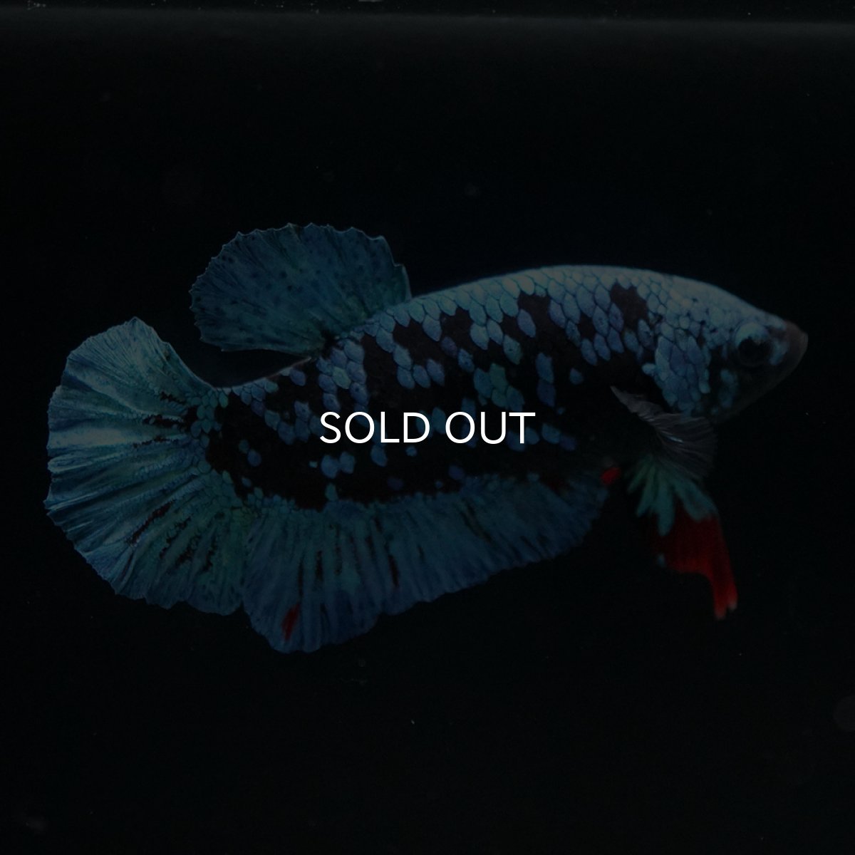 画像7: HMPK　ブルーブラックギャラクシー (7)