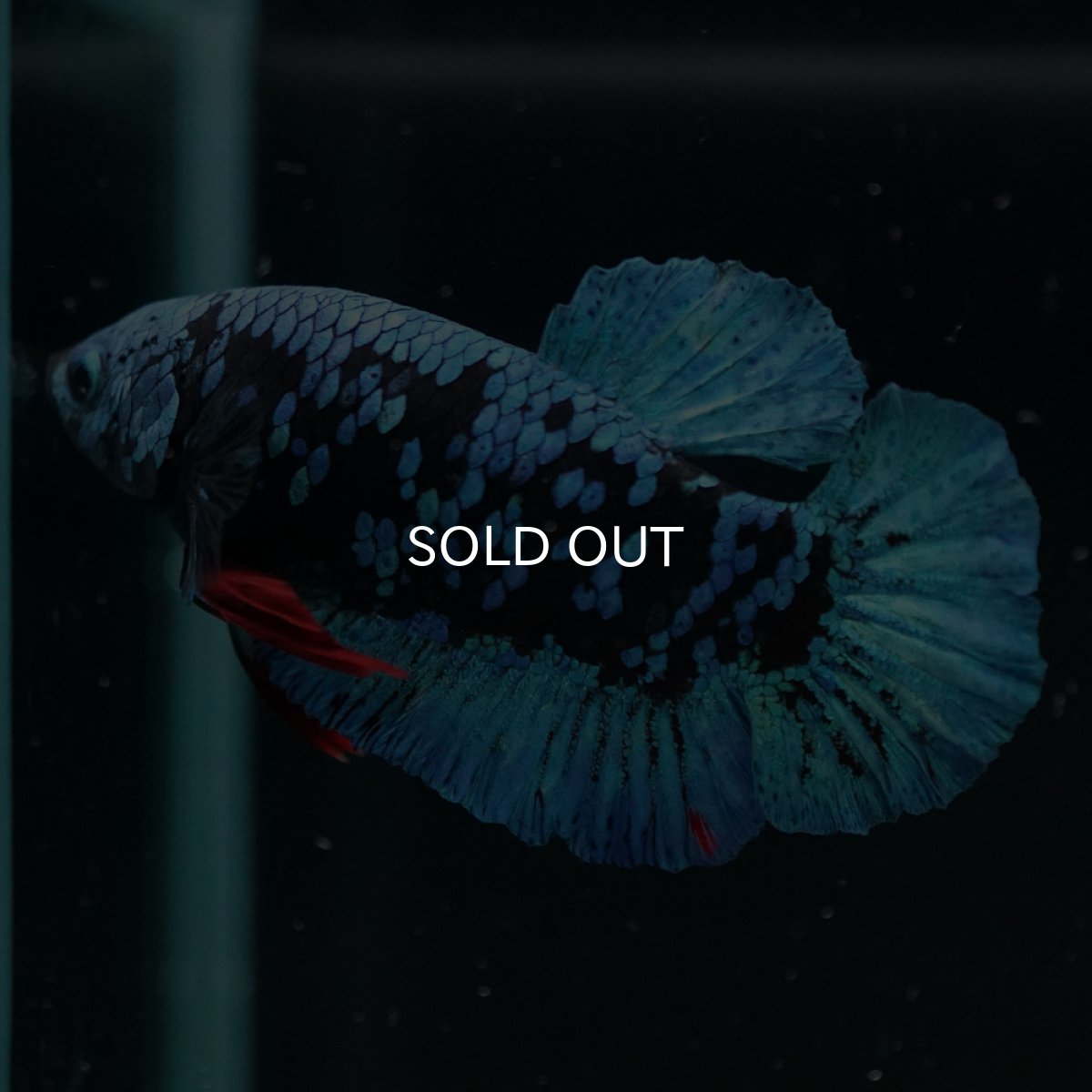 画像3: HMPK　ブルーブラックギャラクシー (3)