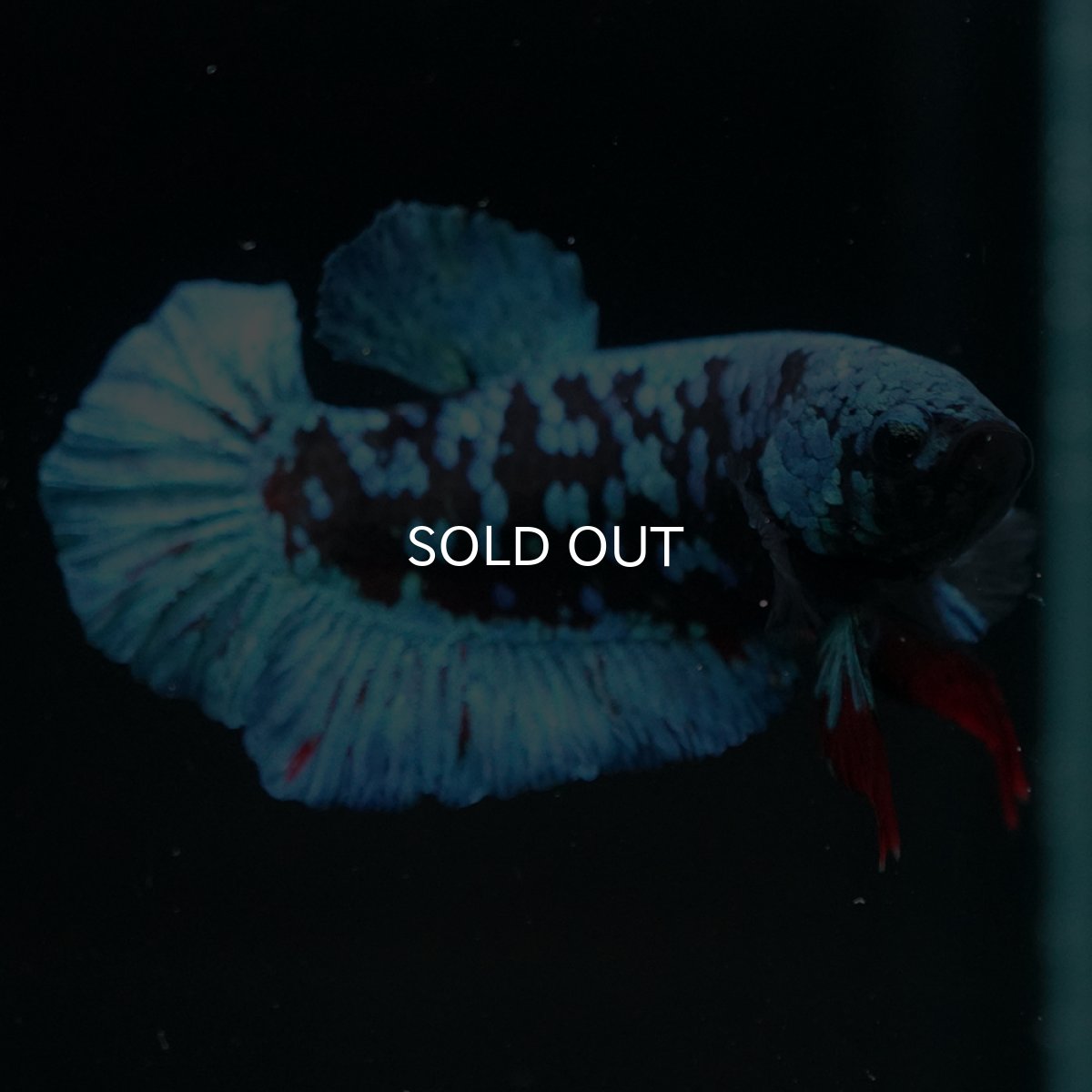 画像6: HMPK　ブルーブラックギャラクシー (6)