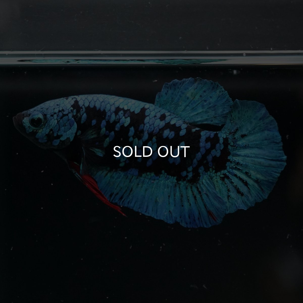 画像2: HMPK　ブルーブラックギャラクシー (2)