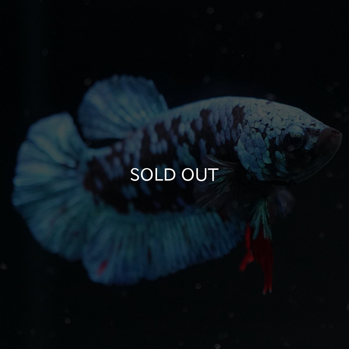 画像4: HMPK　ブルーブラックギャラクシー (4)