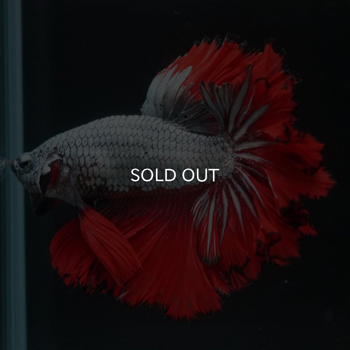 画像6: HM カッパーレッド フェザーテール (6)