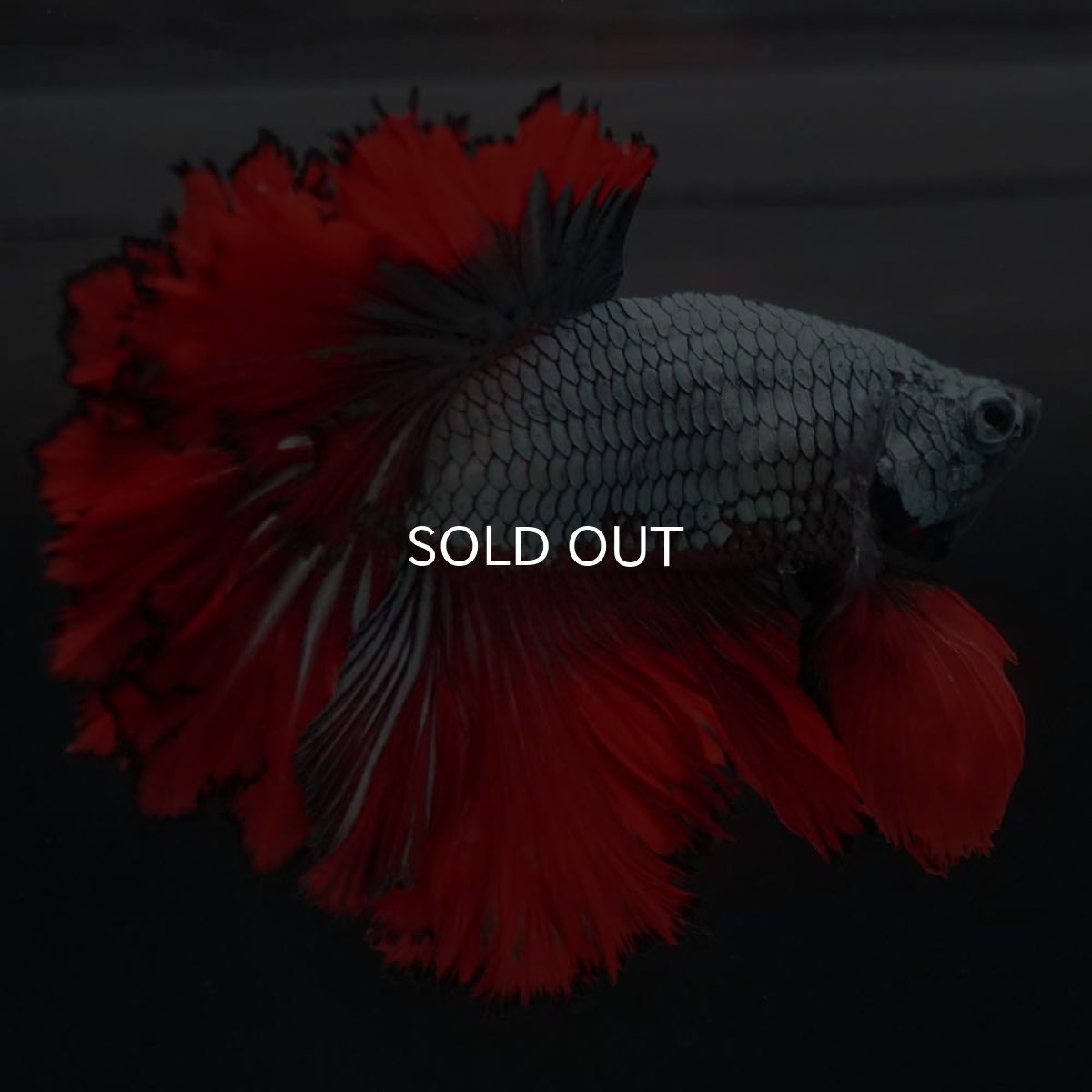 画像8: HM カッパーレッド フェザーテール (8)