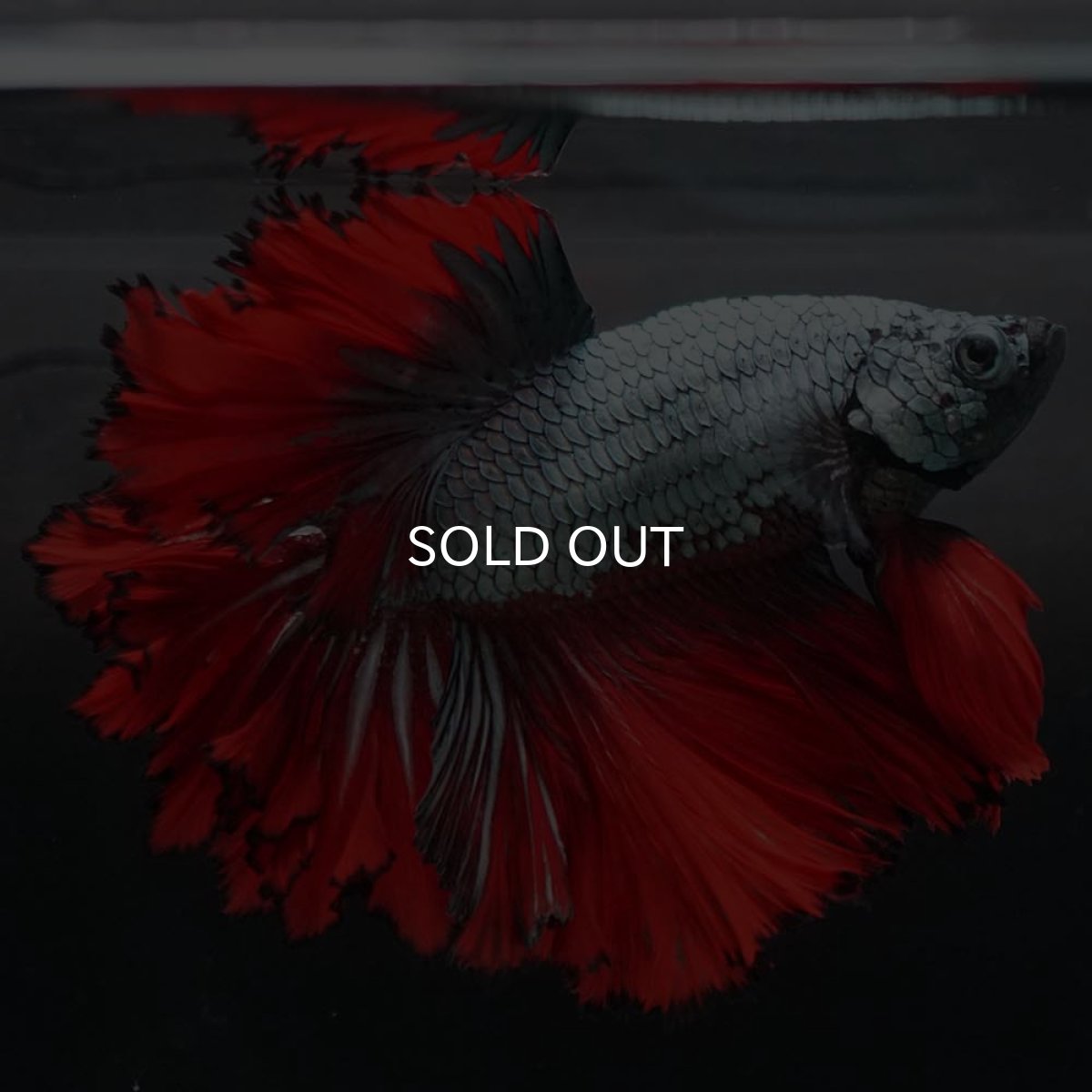 画像4: HM カッパーレッド フェザーテール (4)