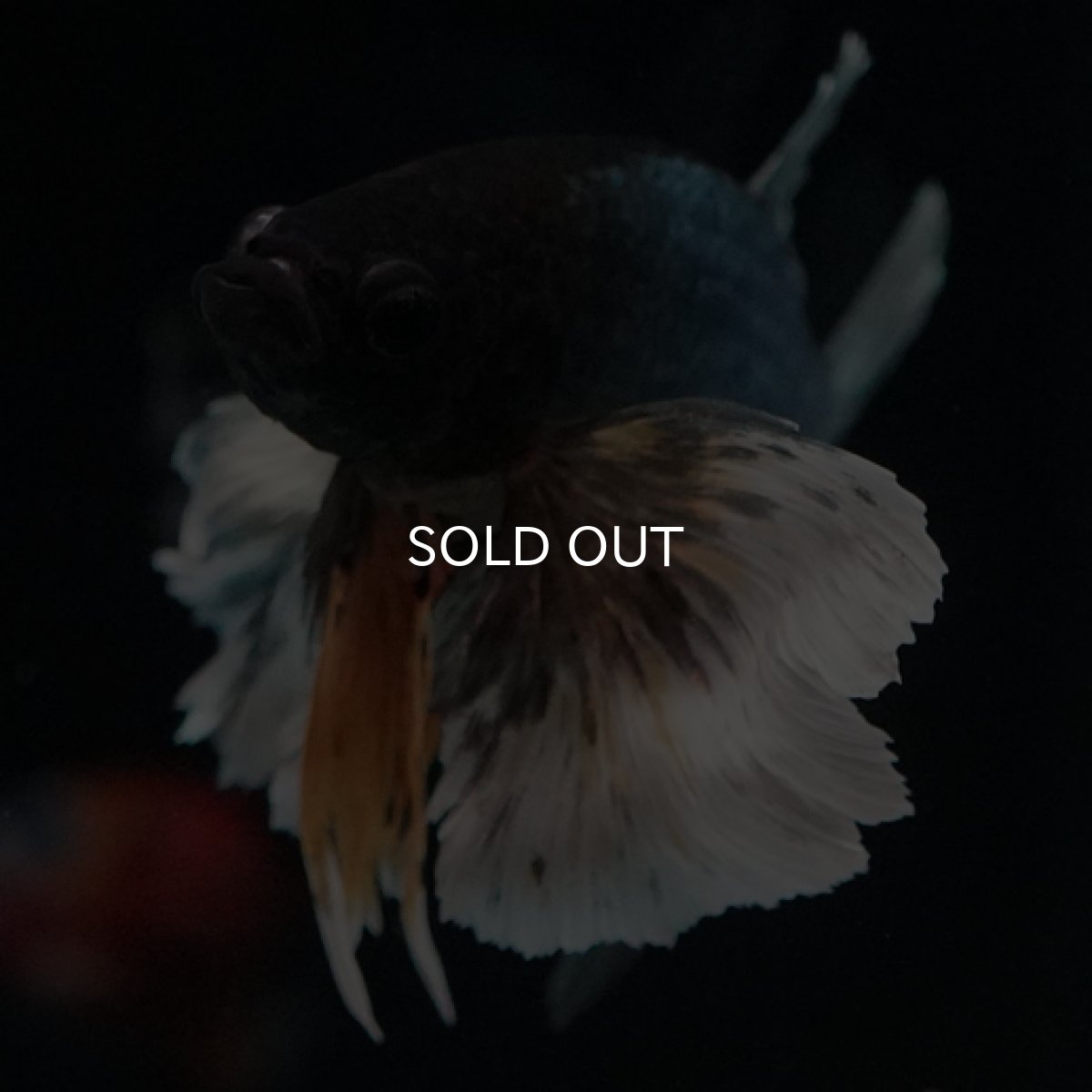 画像2: HMPK イエローカッパー ダンボ (2)