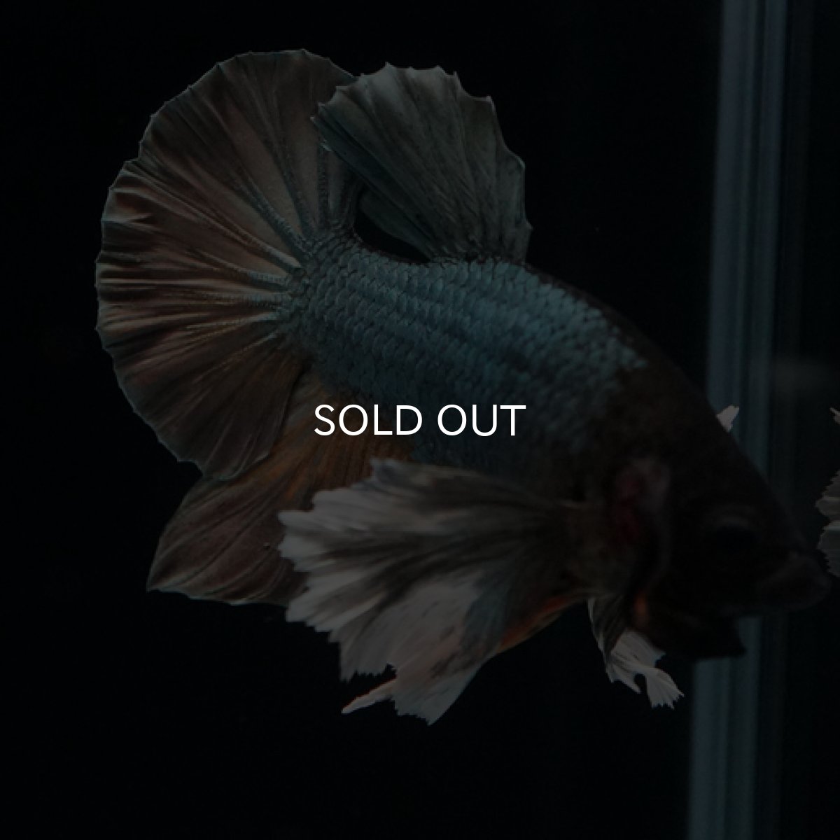 画像10: HMPK イエローカッパー ダンボ (10)