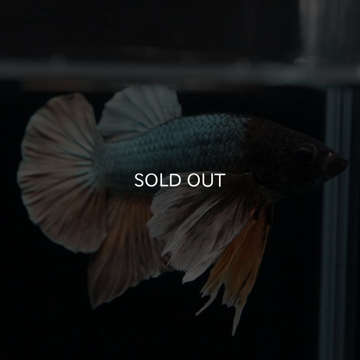 画像9: HMPK イエローカッパー ダンボ (9)