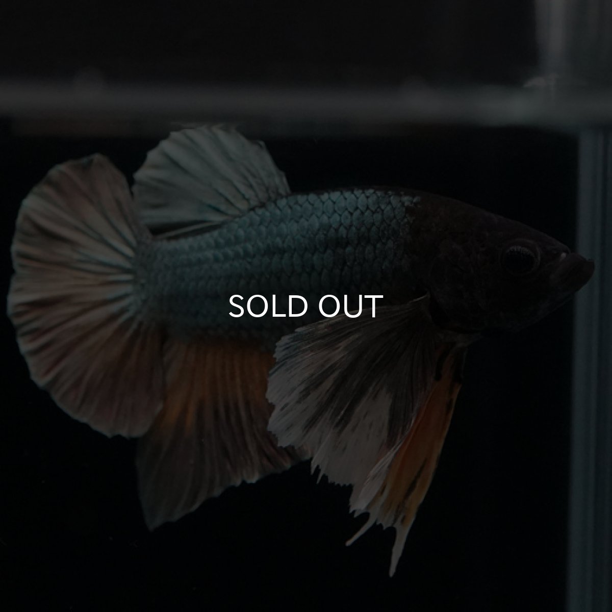 画像8: HMPK イエローカッパー ダンボ (8)